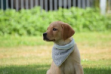 Labrador (reu) 45459