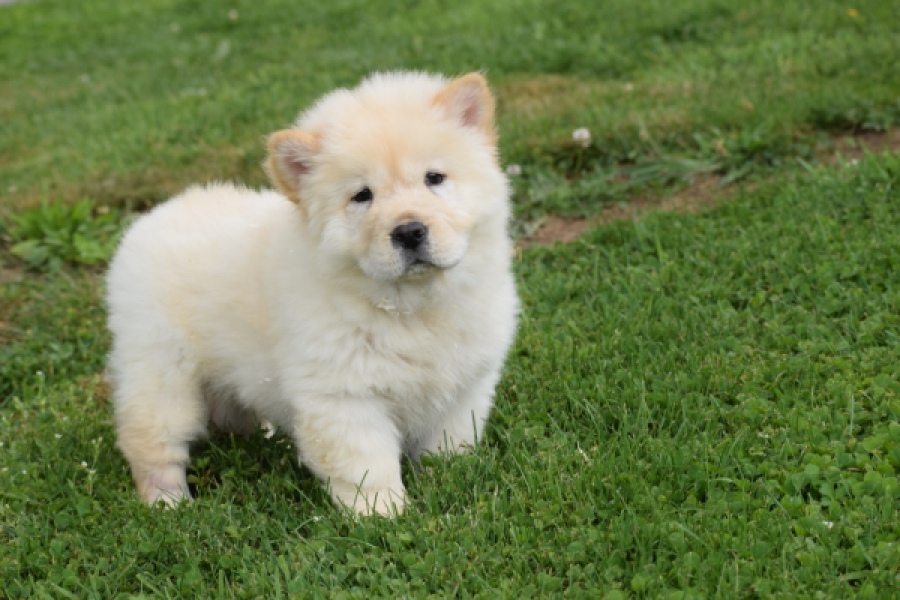 Chow Chow (reu) 46803