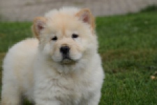 Chow Chow (reu) 46803