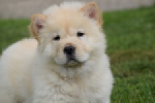 Chow Chow (reu) 46803