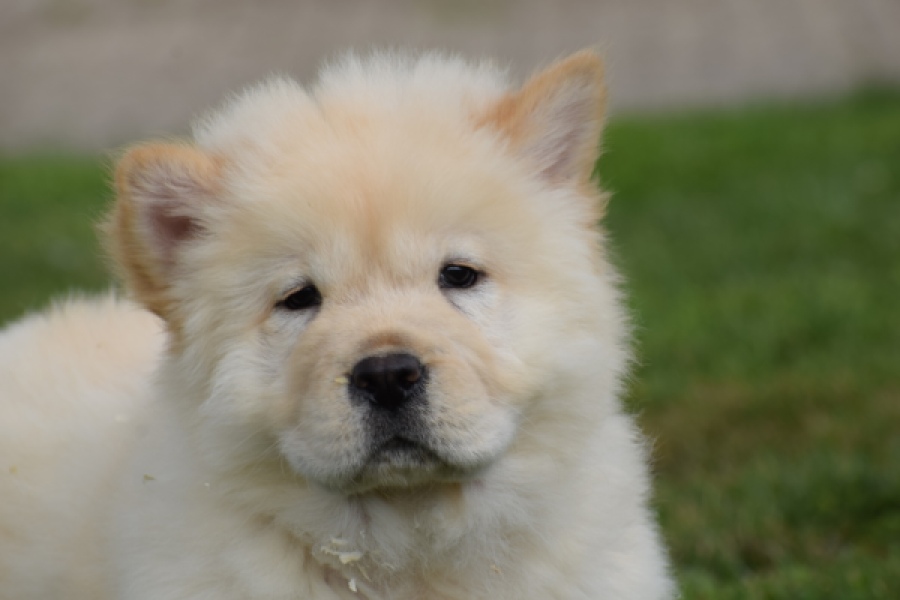 Chow Chow (reu) 46803