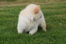 Chow Chow (reu) 46803