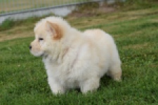 Chow Chow (reu) 46803