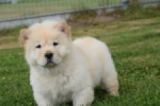 Chow Chow (reu) 46803