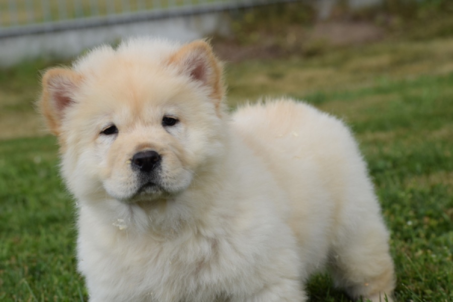 Chow Chow (reu) 46803