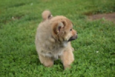 Chow Chow (teef) 46426