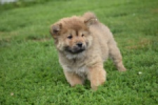 Chow Chow (teef) 46426