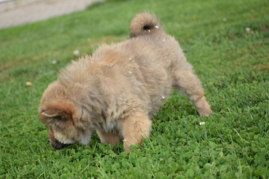 Chow Chow (teef) 46426