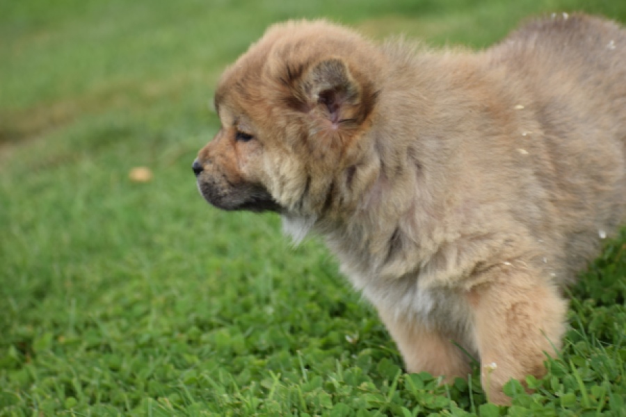 Chow Chow (teef) 46426