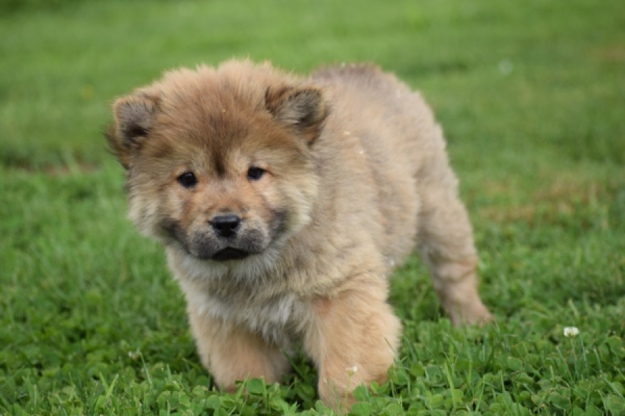 Chow Chow (teef) 46426