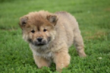 Chow Chow (teef) 46426