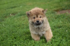 Chow Chow (teef) 46426