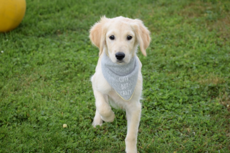 Retriever Golden (reu) 63552