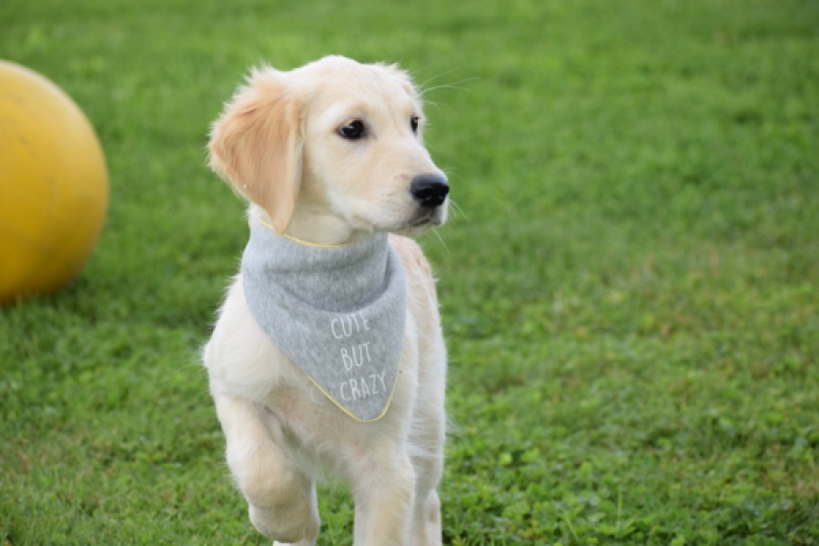 Retriever Golden (reu) 63552