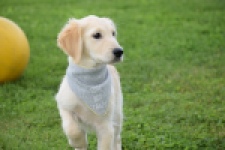 Retriever Golden (reu) 63552