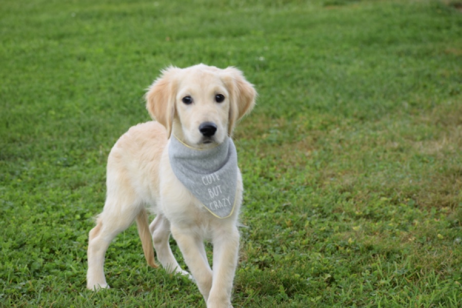 Retriever Golden (reu) 63552