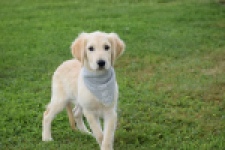 Retriever Golden (reu) 63552