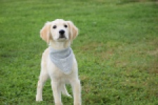Retriever Golden (reu) 63552