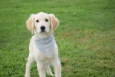 Retriever Golden (reu) 63552