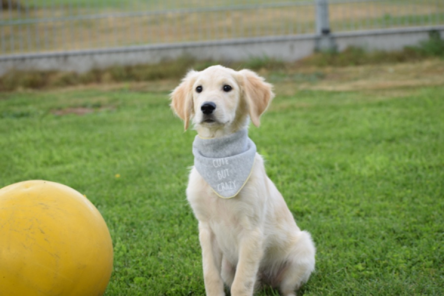Retriever Golden (reu) 63552