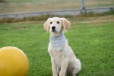 Retriever Golden (reu) 63552
