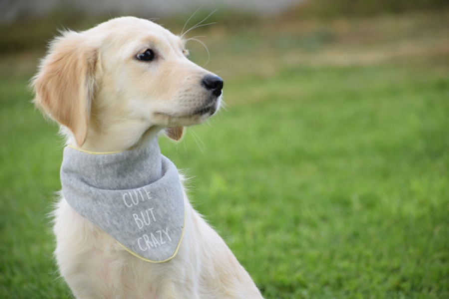 Retriever Golden (reu) 63552