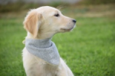 Retriever Golden (reu) 63552