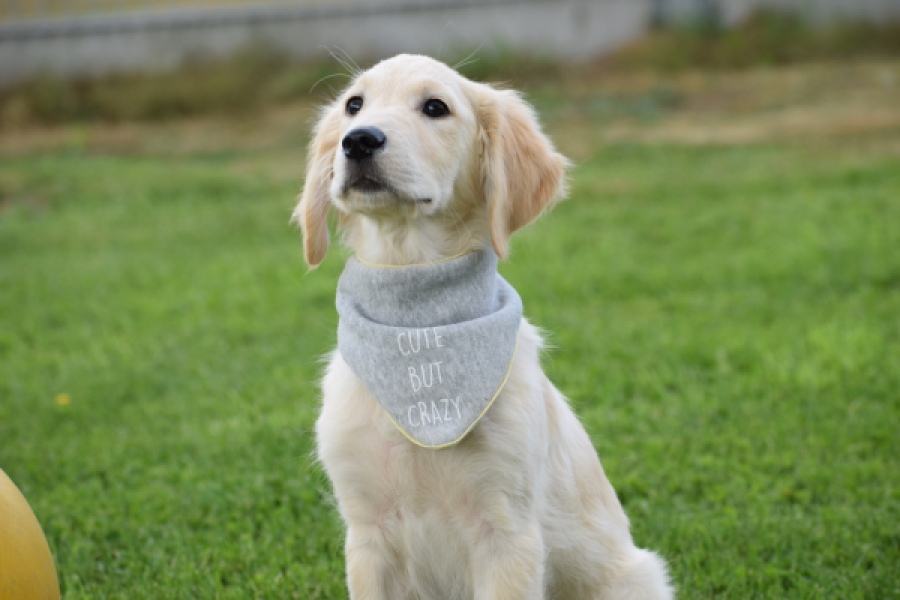 Retriever Golden (reu) 63552