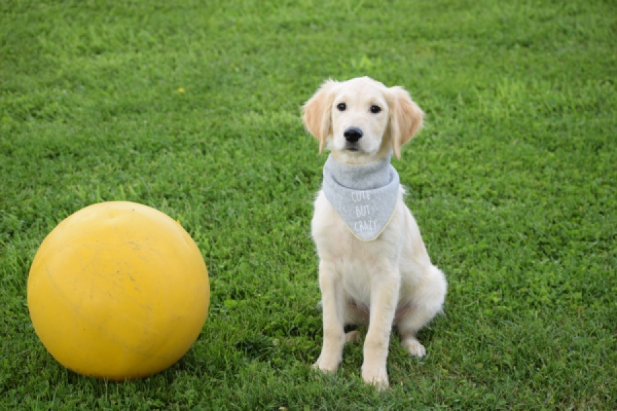 Retriever Golden (reu) 63552