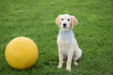 Retriever Golden (reu) 63552