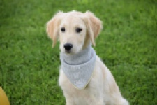 Retriever Golden (reu) 63552