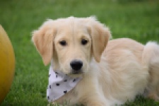 Retriever Golden (reu) 49015