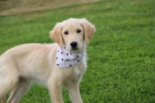 Retriever Golden (reu) 49015