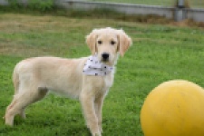 Retriever Golden (reu) 49015