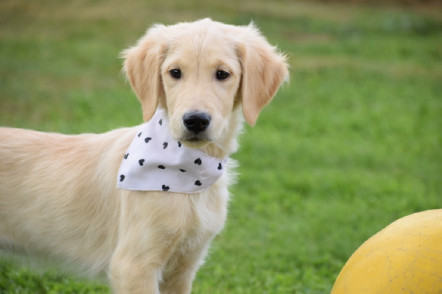 Retriever Golden (reu) 49015