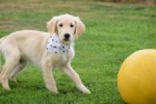 Retriever Golden (reu) 49015
