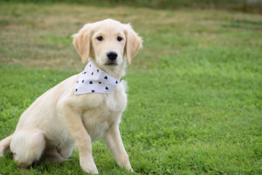 Retriever Golden (reu) 49015
