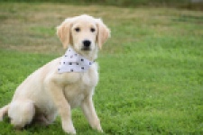 Retriever Golden (reu) 49015