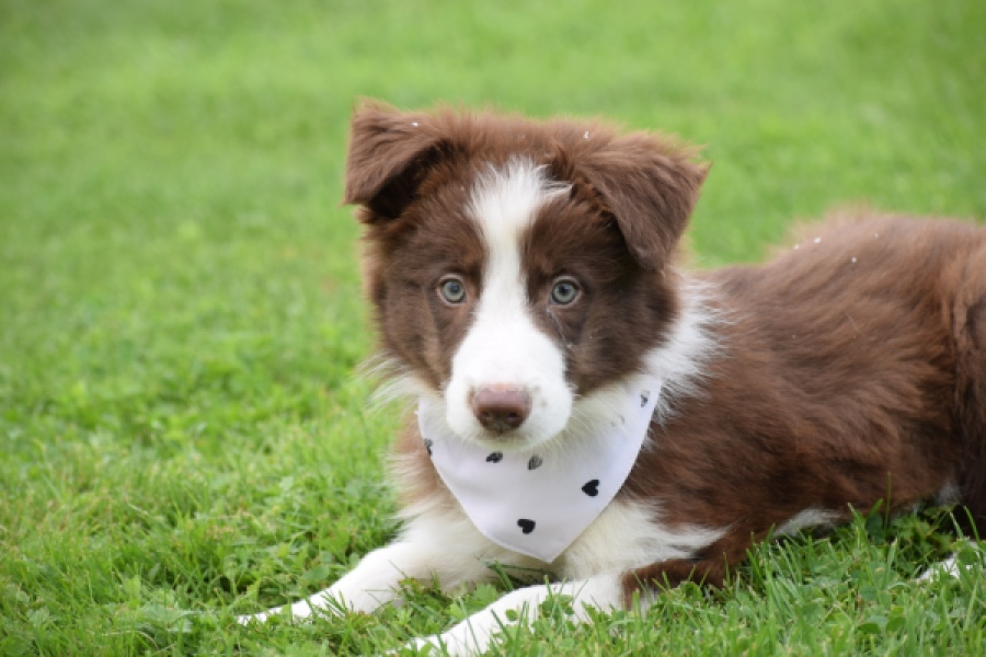 Border Collie (reu) 46310