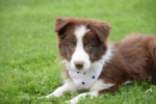 Border Collie (reu) 46310