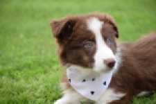 Border Collie (reu) 46310