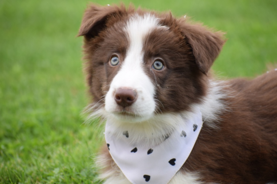 Border Collie (reu) 46310