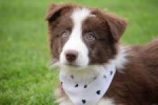 Border Collie (reu) 46310