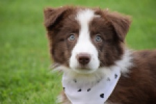 Border Collie (reu) 46310
