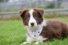 Border Collie (reu) 46310