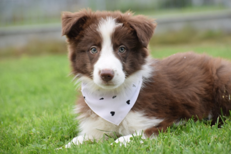 Border Collie (reu) 46310