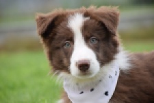 Border Collie (reu) 46310