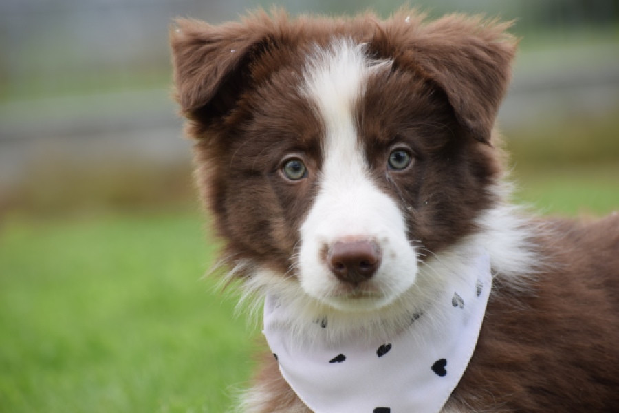 Border Collie (reu) 46310