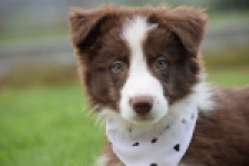 Border Collie (reu) 46310