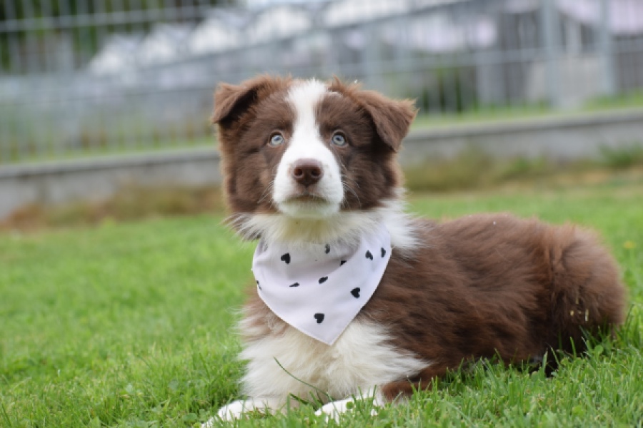 Border Collie (reu) 46310